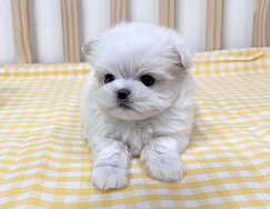 Cucciolo di maltese con pedigree