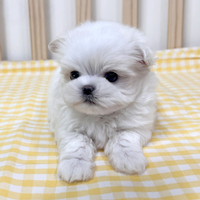 Cucciolo di maltese con pedigree