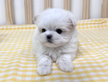 Cucciolo di maltese con pedigree