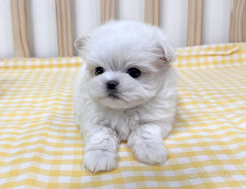 Cucciolo di maltese con pedigree