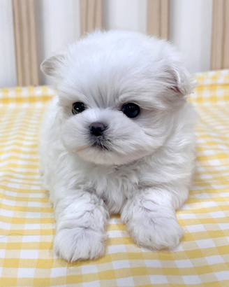 Cucciolo di maltese con pedigree
