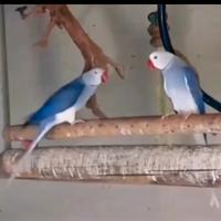 Parrocchetto dal collare viola cleartail