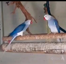 Parrocchetto dal collare viola cleartail