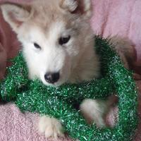 Alaskan Malamute cucciolo