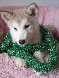 Alaskan Malamute cucciolo