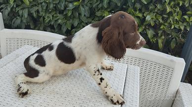cuccioli springer 