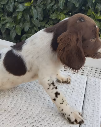 cuccioli springer 