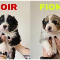 Cuccioli Pastore Australiano