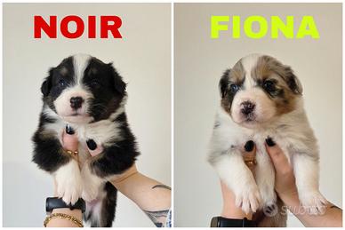 Cuccioli Pastore Australiano