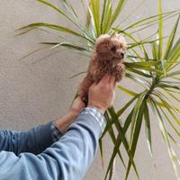 Cuccioli di barboncini toy