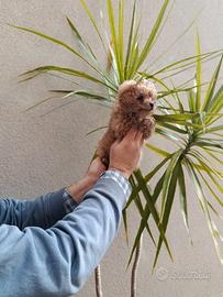 Cuccioli di barboncini toy