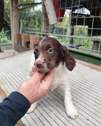 Cuccioli springer spaniel