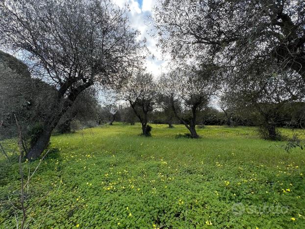 Piccolo oliveto in località 