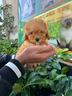 cuccioli-di-razza-barboncini-mini-mini-toy