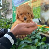 Cuccioli di razza barboncini mini mini toy