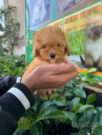 Cuccioli di razza barboncini mini mini toy