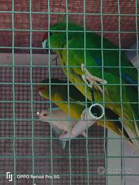Kakariki