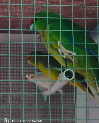 Kakariki