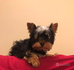 Yorkshire terrier maschietto