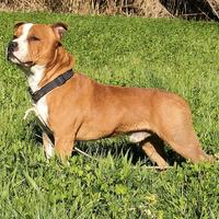 Disponibile per Monta