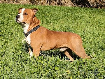 Disponibile per Monta