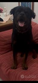 Cane rottwailer