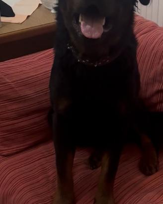 Cane rottwailer