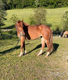 Cavalla quarter X haflinger