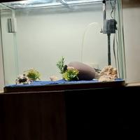 Acquario