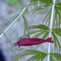 Caridine Sakura super red