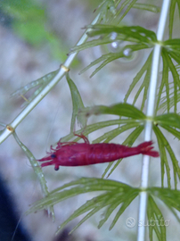 Caridine Sakura super red