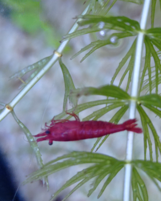 Caridine Sakura super red