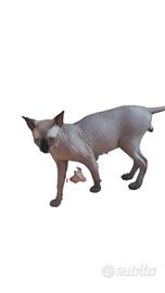 Gatto nudo