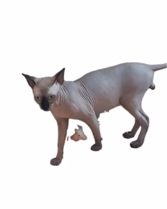 Gatto nudo