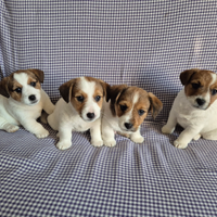 Cuccioli di Jack Russel