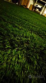 Prato sintetico nuovo 4m X 2m altezza 60mm