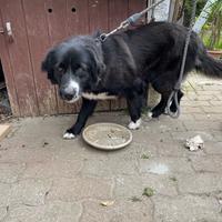 Cucciola di meticcio