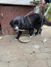 Cucciola di meticcio