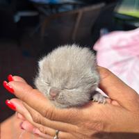 British shorthair lillac