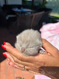 British shorthair lillac