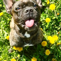 Bulldog francese per monta