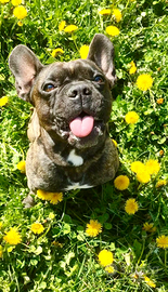 Bulldog francese per monta