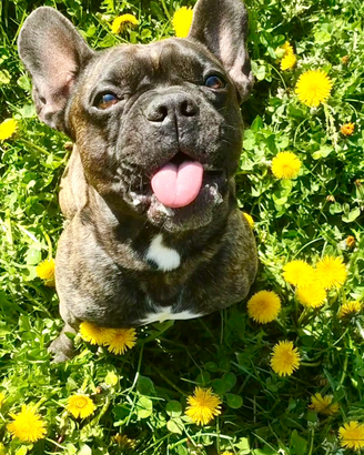 Bulldog francese per monta
