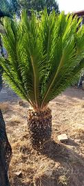 Cycas di tutte le dimensioni