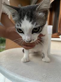 Gattino femmina bianco e nero