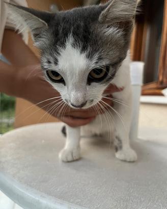 Gattino femmina bianco e nero