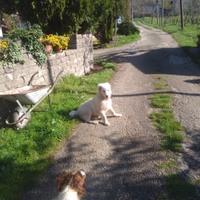 Cane Pastore Abruzzese