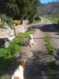 Cane Pastore Abruzzese