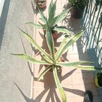 Piante di Agave,yucca, aloe