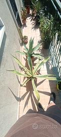 Piante di Agave,yucca, aloe